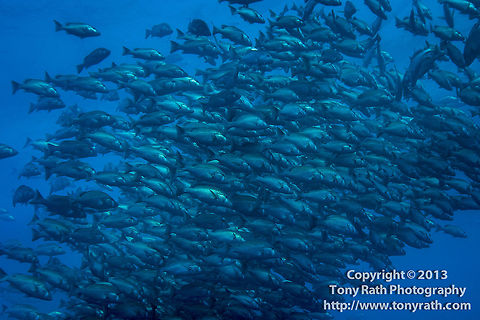 School of Dog Snapper in spawning ball, Turneffe Island Atoll, Belize  Belize,CCFS,Calabash Caye Field Station,Dog snapper,ERI,Environmental Research Institute,Lutjanus jocu,Turneffe,Turneffe Island Atoll