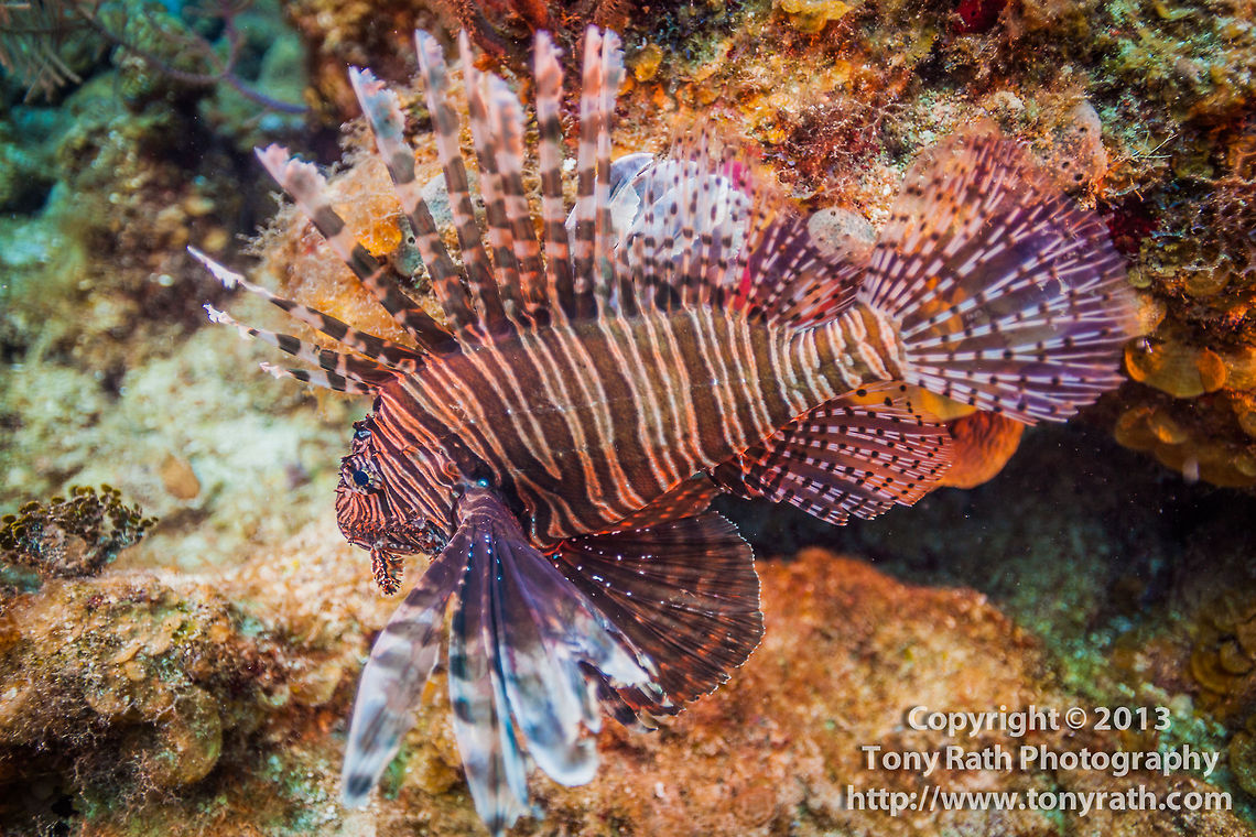 Lionfish  Belize,CCFS,Calabash Caye Field Station,ERI,Environmental Research Institute,Pterois volitans,Red lionfish,Turneffe,Turneffe Island Atoll