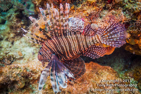 Lionfish  Belize,CCFS,Calabash Caye Field Station,ERI,Environmental Research Institute,Pterois volitans,Red lionfish,Turneffe,Turneffe Island Atoll