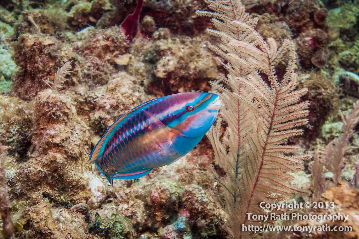 Princess Parrotfish  Belize,CCFS,Calabash Caye Field Station,ERI,Environmental Research Institute,Princess parrotfish,Scarus taeniopterus,Turneffe,Turneffe Island Atoll