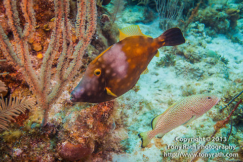 Whitespotted Filefish  Belize,CCFS,Calabash Caye Field Station,Cantherhines macrocerus,ERI,Environmental Research Institute,Turneffe,Turneffe Island Atoll,Whitespotted Filefish
