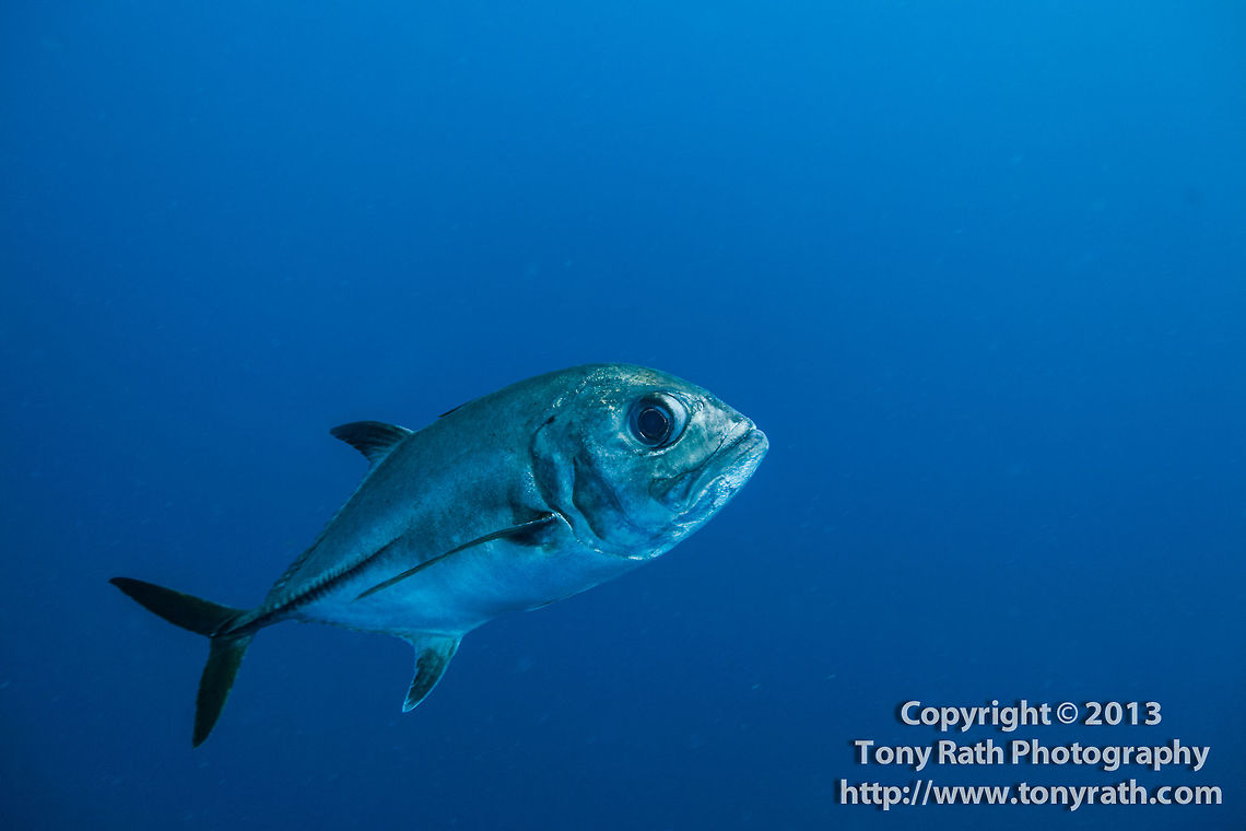 Horse-eye Jack  Belize,CCFS,Calabash Caye Field Station,Caranx latus,ERI,Environmental Research Institute,Horse-eye jack,Turneffe,Turneffe Island Atoll