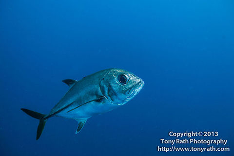 Horse-eye Jack  Belize,CCFS,Calabash Caye Field Station,Caranx latus,ERI,Environmental Research Institute,Horse-eye jack,Turneffe,Turneffe Island Atoll