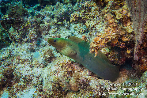 Green Moral Eel  Belize,CCFS,Calabash Caye Field Station,ERI,Environmental Research Institute,Green moray,Gymnothorax funebris,Turneffe,Turneffe Island Atoll