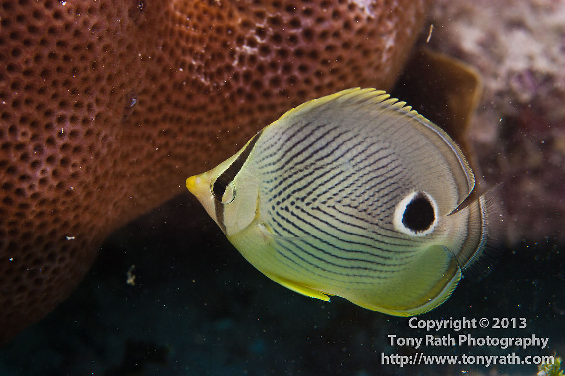 Foureye Butterflyfish  Chaetodon (Chaetodon) capistratus,Four-eyed Butterflyfish