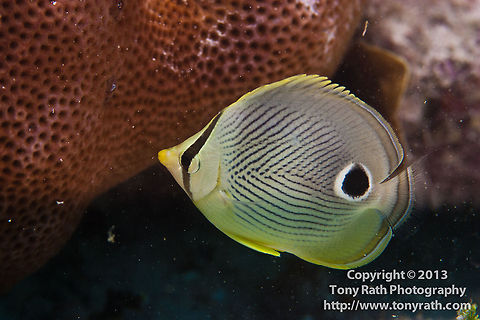 Foureye Butterflyfish  Chaetodon (Chaetodon) capistratus,Four-eyed Butterflyfish