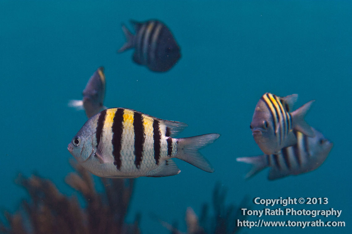 Sergeant Major  Abudefduf saxatilis,Sergeant Major