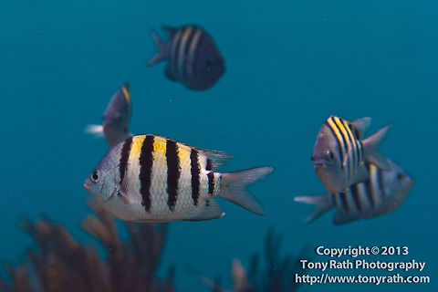 Sergeant Major  Abudefduf saxatilis,Sergeant Major