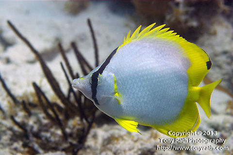 Spotfin Butterflyfish Butterfly fish, Belize Barrier Reef Belize,Chaetodon ocellatus,Spotfin Butterflyfish,Spotfin butterflyfish,butterfly,coral,fish,marine animals,tropical fish,underwater