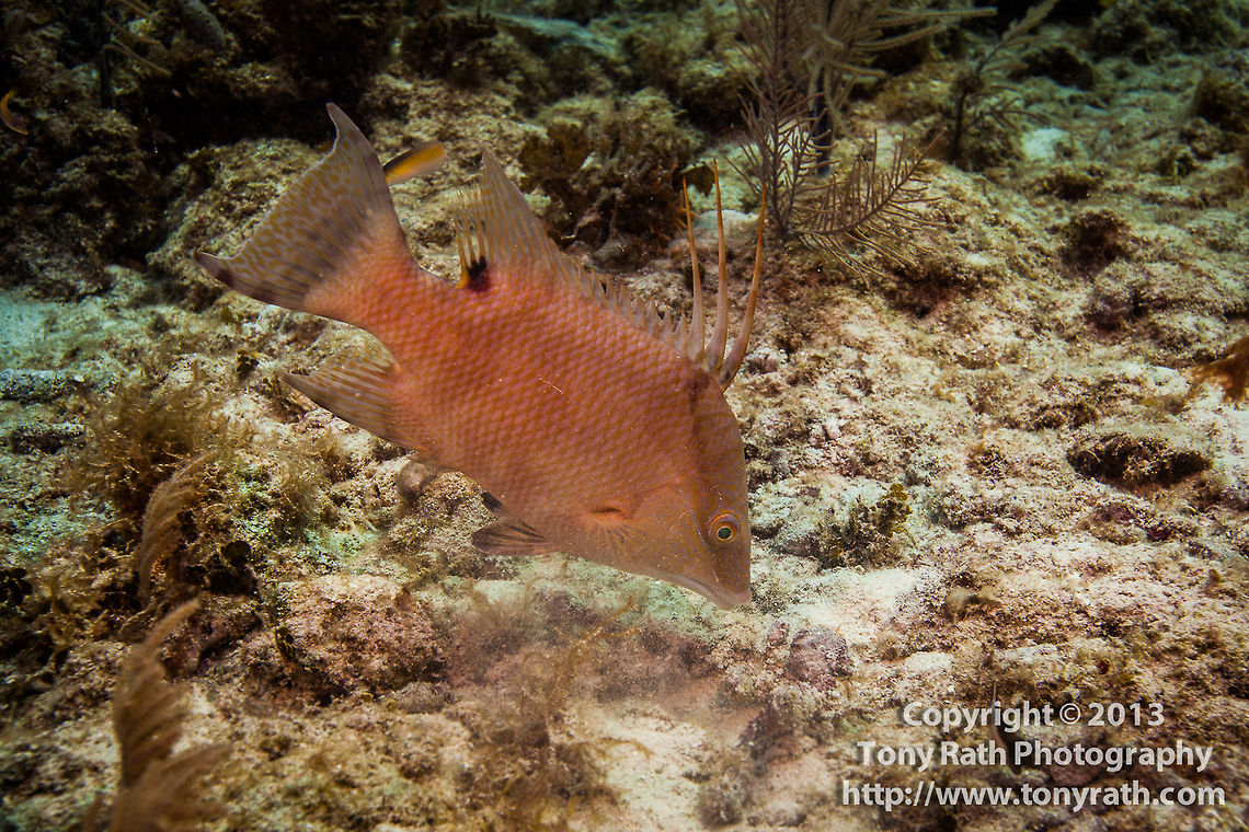 Hogfish  Belize,CCFS,Calabash Caye Field Station,ERI,Environmental Research Institute,Hogfish,Lachnolaimus maximus,Turneffe,Turneffe Island Atoll