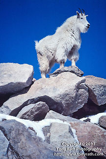 Rocky Mountain Goat  Mountain Goat (also known as tahr),Oreamnos americanus