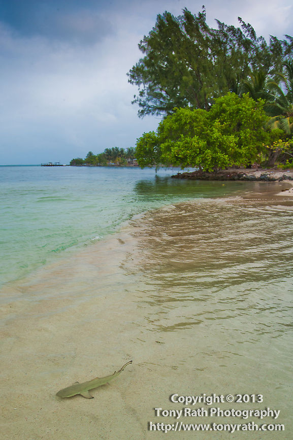 Young Cribbean Reef Shark, South Water Caye, Belize  Belize,Black-tip Shark,Carcharhinus perezii,Caribbean reef shark,Dangriga