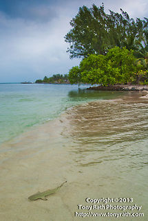 Young Cribbean Reef Shark, South Water Caye, Belize  Belize,Black-tip Shark,Carcharhinus perezii,Caribbean reef shark,Dangriga
