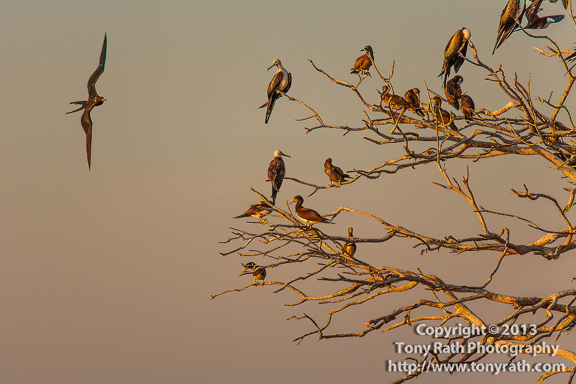 Frigate Bird, Man-O-War Caye, Belize  Belize,Boobie Birds,Dangriga,Fregata magnificens,Frigate Bird,Magnificent Frigatebird,Man-O-War Caye