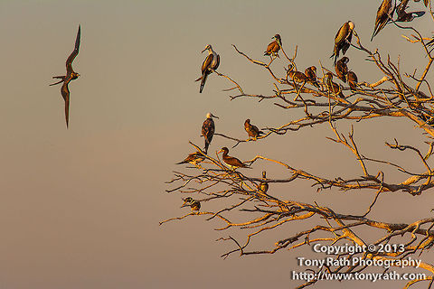 Frigate Bird, Man-O-War Caye, Belize  Belize,Boobie Birds,Dangriga,Fregata magnificens,Frigate Bird,Magnificent Frigatebird,Man-O-War Caye
