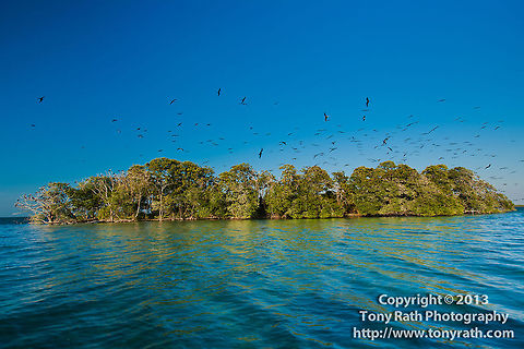Magnificent Frigatebird Nesting Site, Man-O-War Caye, Belize  Belize,Dangriga,Fregata magnificens,Magnificent Frigatebird
