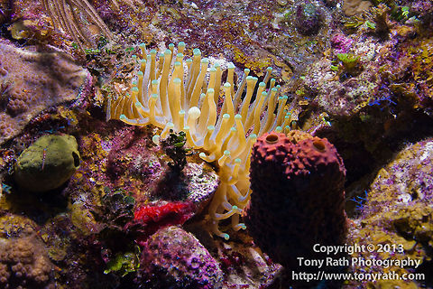 Giant Anemone, South Water Caye, Belize  Belize,Condylactis gigantea,Dangriga