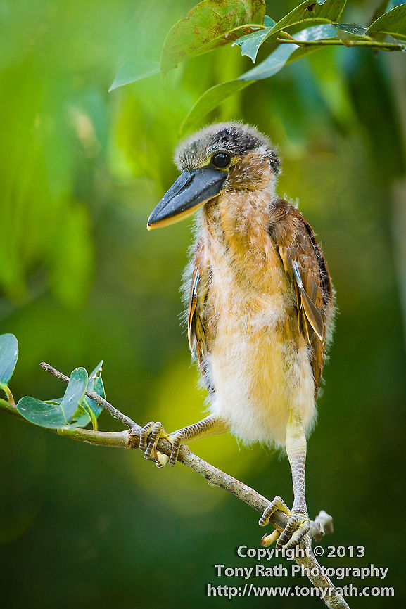 Boat-billed Heron (Cochlearius cochlearius) Nesting site of boat-billed Heron in lagoon at BFree research station. Belize,Boat-billed Heron,Cochlearius cochlearius,Dangriga,boat-billed heron