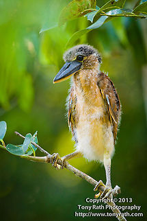 Boat-billed Heron (Cochlearius cochlearius) Nesting site of boat-billed Heron in lagoon at BFree research station. Belize,Boat-billed Heron,Cochlearius cochlearius,Dangriga,boat-billed heron