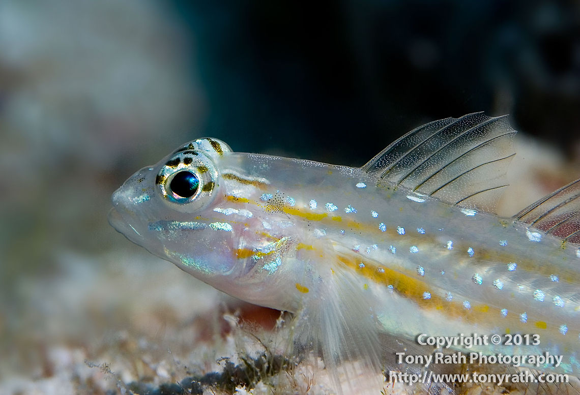 Bridled Goby, South Water Caye, Belize Bridled Goby perches himself on the sand near the reef to camouflage his transparent body, Belize Belize,Coryphopterus glaucofraenum,Dangriga,Diving,SCUBA,bridled Goby,camouflage,dive,fish,marine animals,marine life,perch,sand,seabed,seabottom,small,transparent,tropical,underwater
