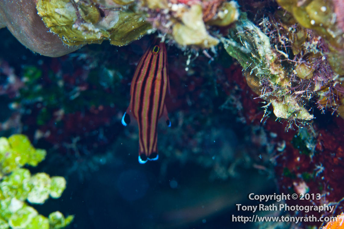 Candy Basslet, South Water Caye, Belize  Belize,Candy Basslet,Dangriga,Liopropoma carmabi