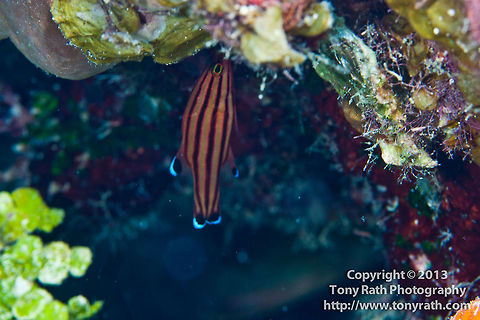 Candy Basslet, South Water Caye, Belize  Belize,Candy Basslet,Dangriga,Liopropoma carmabi