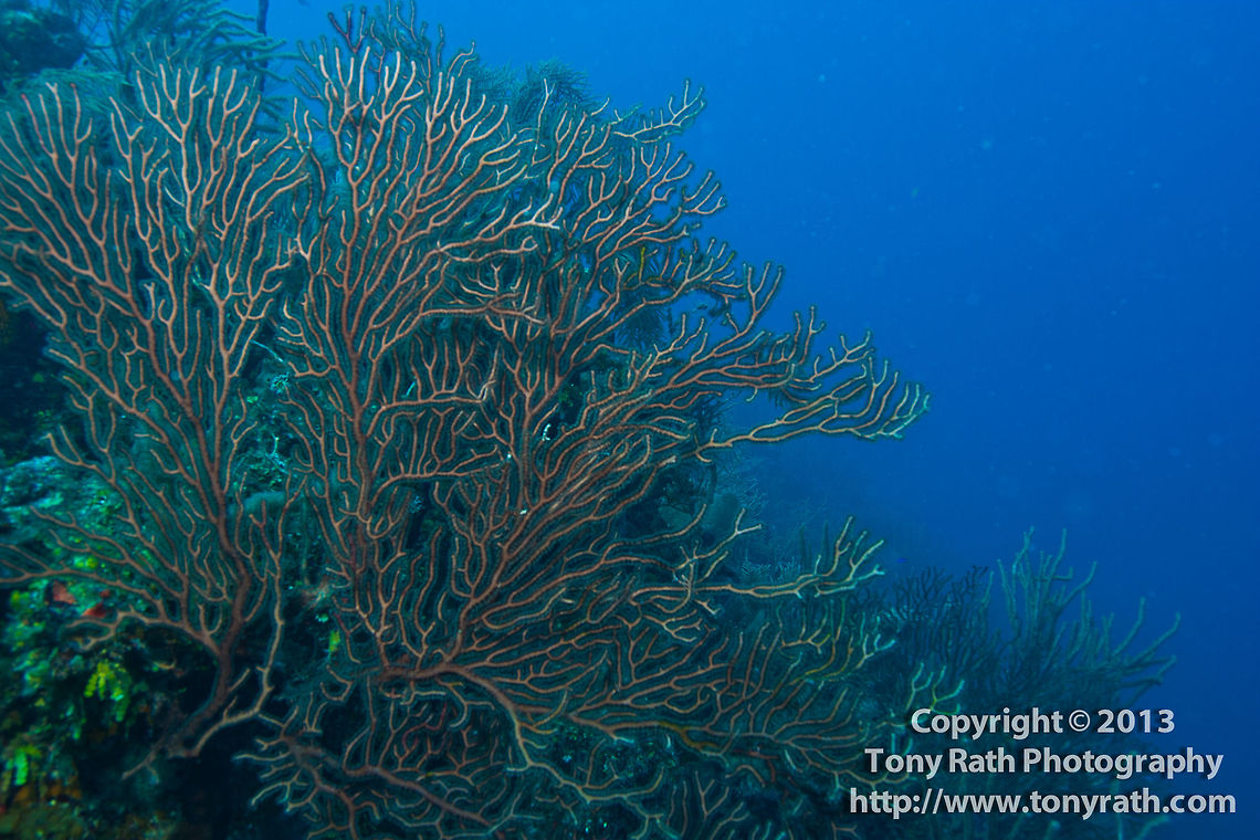 Iciligorgia schrammi, South Water Caye, Belize  Belize,Dangriga,Iciligorgia schrammi