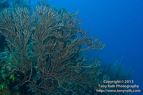Iciligorgia schrammi, South Water Caye, Belize  Belize,Dangriga,Iciligorgia schrammi