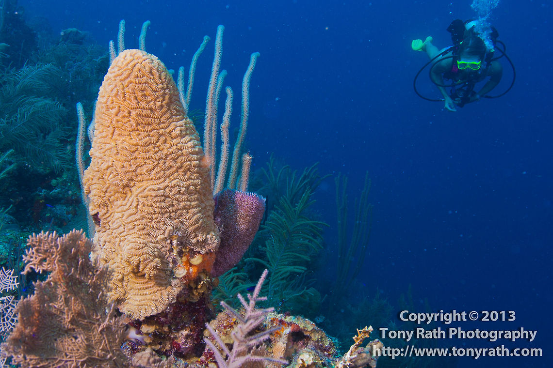 Maze Coral, South Water Caye, Belize  Belize,Dangriga,Meandrina meandrites