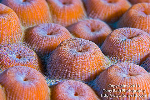 Boulder Star Coral, South Water Caye, Belize Close-up of Large Star Coral heads, Belize Belize,Dangriga,Diving,Great star coral,Large Star Coral,Montastraea cavernosa,SCUBA,close-up,coral,dive,heads,marine life,polyp,underwater