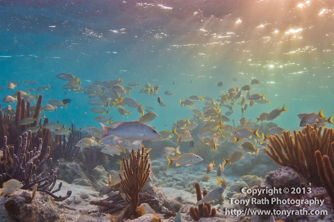 Shallow Reef Habitat, South Water Caye, Belize  Belize,Dangriga,Shallow Reef,fauna,fish,fish schools,grunts,marine,nature,schooling