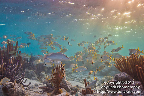 Shallow Reef Habitat, South Water Caye, Belize  Belize,Dangriga,Shallow Reef,fauna,fish,fish schools,grunts,marine,nature,schooling