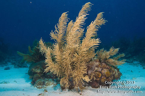 Sea Plume, South Water Caye, Belize Pseudopterogorgia spp. Belize