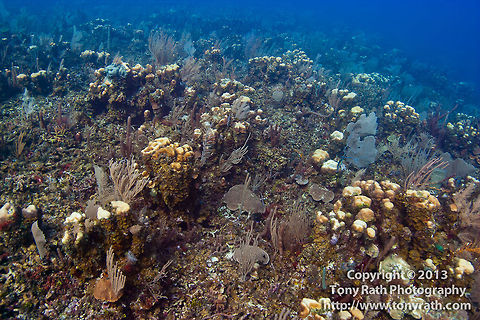 Coral bleaching, Belize Barrier Reef  Belize,Dangriga,coral bleaching,impacts