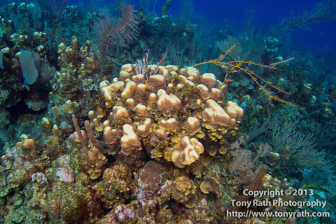 Coral bleaching, Belize Barrier Reef  Belize,Dangriga,coral bleaching,impacts