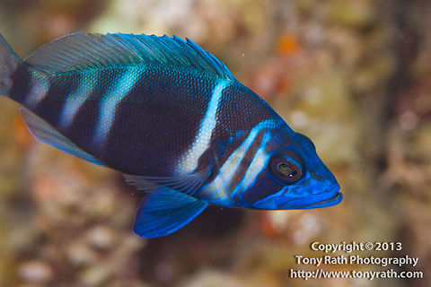 Indigo Hamlet, South Water Caye, Belize  Belize,Hypoplectrus indigo