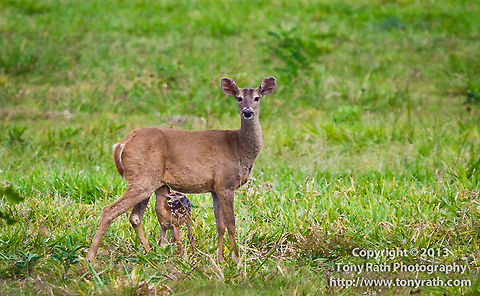 White-tailed Deer with fawn, Belize  Belize,Odocoileus virginianus,White-tailed Deer