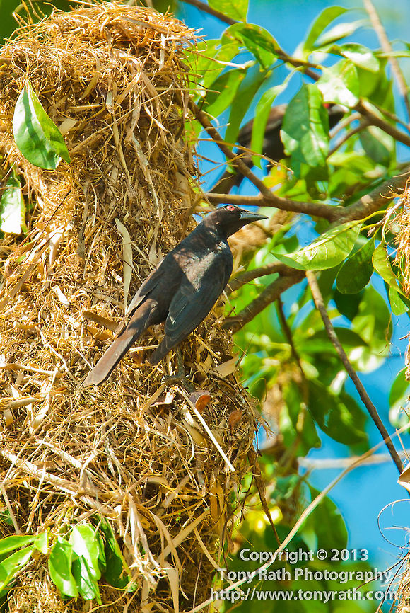 Bronzed Cowbird on Orapendola nest, Belize  Belize,Bronzed Cowbird,Molothrus aeneus