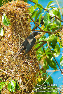 Bronzed Cowbird on Orapendola nest, Belize  Belize,Bronzed Cowbird,Molothrus aeneus