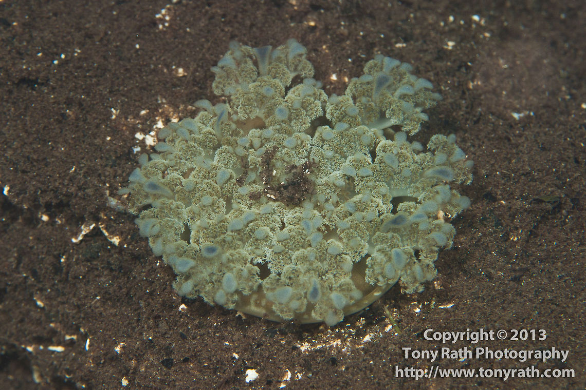 Up side down jellyfish - Cassiopeia  Belize,Dangriga