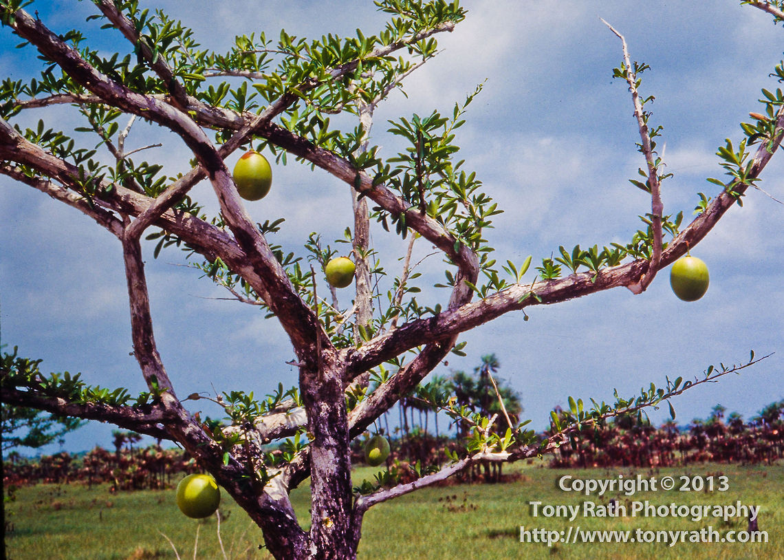 Calabash Tree, Belize  Belize,Bottle gourd,Dangriga,Lagenaria siceraria
