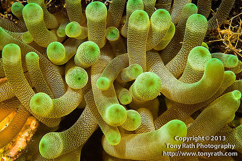 Condylactis - Giant Anemone Anemone closeup From Tunicate Cove, South Water Caye Marine Reserve, Belize Belize,Condylactis gigantea,Giant Caribbean sea anemone,anemone,macro,marine animals,marine life,tropical,underwater,up-close,upclose
