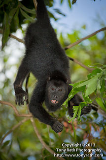 Black Howler Monkey Black Howler Monkey feeding in Cockscomb Basin Wildlife Sanctuary, Belize Alouatta caraya,Alouatta pigra,Black Howler Monkey,Black howler,CBWS,Cockscomb Basin Wildlife Sanctuary,activities,baboon,climb,hang,hike,mammal,monkey,national park,nature,nature reserve,primate,protected area,trail,wildlife