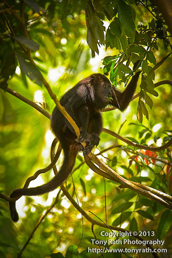 Black Howler Monkey Black Howler Monkey feeding in Cockscomb Basin Wildlife Sanctuary, Belize Alouatta caraya,Alouatta pigra,Belize,Black howler,CBWS,Cockscomb Basin Wildlife Sanctu,Dangriga,activities,baboon,climb,hang,hike,mammal,monkey,national park,nature,nature reserve,primate,protected area,wildlife