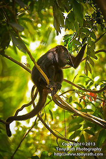 Black Howler Monkey Black Howler Monkey feeding in Cockscomb Basin Wildlife Sanctuary, Belize Alouatta caraya,Alouatta pigra,Belize,Black howler,CBWS,Cockscomb Basin Wildlife Sanctu,Dangriga,activities,baboon,climb,hang,hike,mammal,monkey,national park,nature,nature reserve,primate,protected area,wildlife