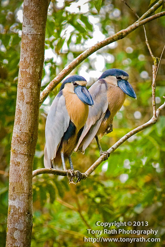 Boat-billed heron nesting pair.  Boat-billed Heron,CBWS,Cochlearius cochlearius,Cockscomb Basin Wildlife Sanctu,national park