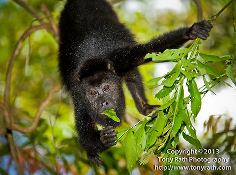 Black Howler Monkey Black Howler Monkey feeding in Cockscomb Basin Wildlife Sanctuary, Belize Alouatta caraya,Alouatta pigra,Belize,Black howler,CBWS,Cockscomb Basin Wildlife Sanctu,Dangriga,activities,baboon,climb,hang,hike,mammal,monkey,national park,nature,nature reserve,primate,protected area,wildlife