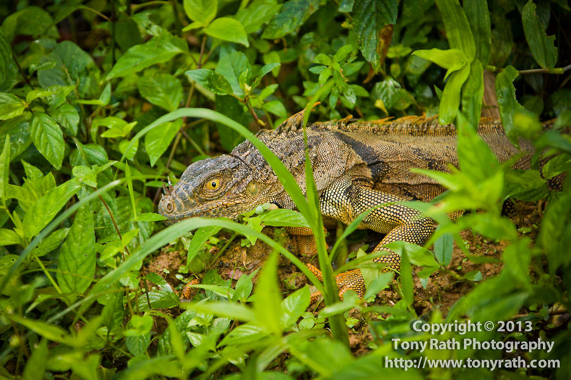 Green iguana (Iguana iguana) Osprey Bamboo chicken,CBWS,Cockscomb Basin Wildlife Sanctuary,Green Iguana,Green iguana,Iguana iguana,activities,camouflage,crawl,creeping,green,hike,iguana,national park,nature,nature reserve,protected area,trail,wildlife