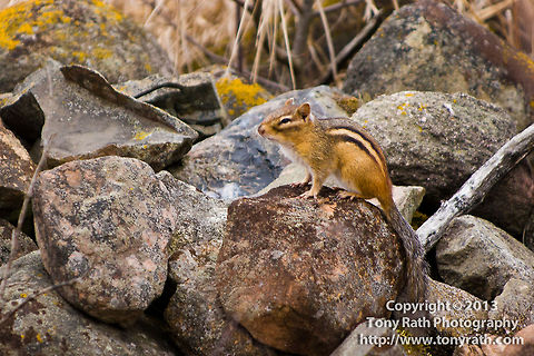 Chipmunk, William M. Rath Wildlife Management Area, Minnesota  Eastern chipmunk,Tamias striatus