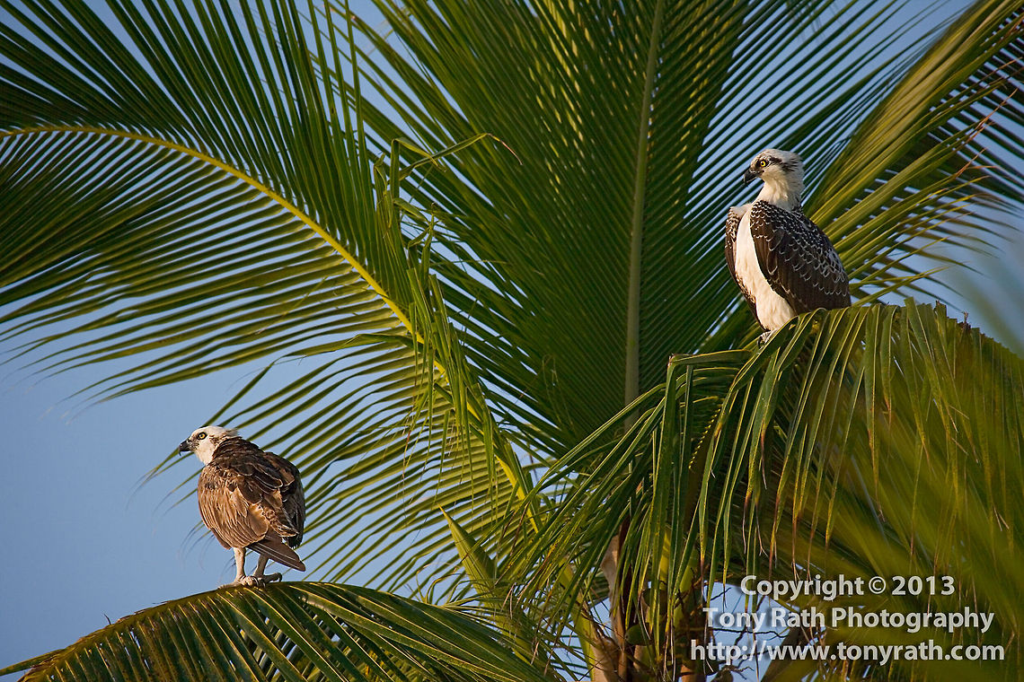 Osprey (Pandion haliaetus) Osprey, South Water Caye, Belize Belize,Osprey,Pandion haliaetus,South Water Caye,bird,birds of prey,caye,fauna,fish Eagle,fishhawk,hunting,island,perch,raptor,seahawk,wildlife